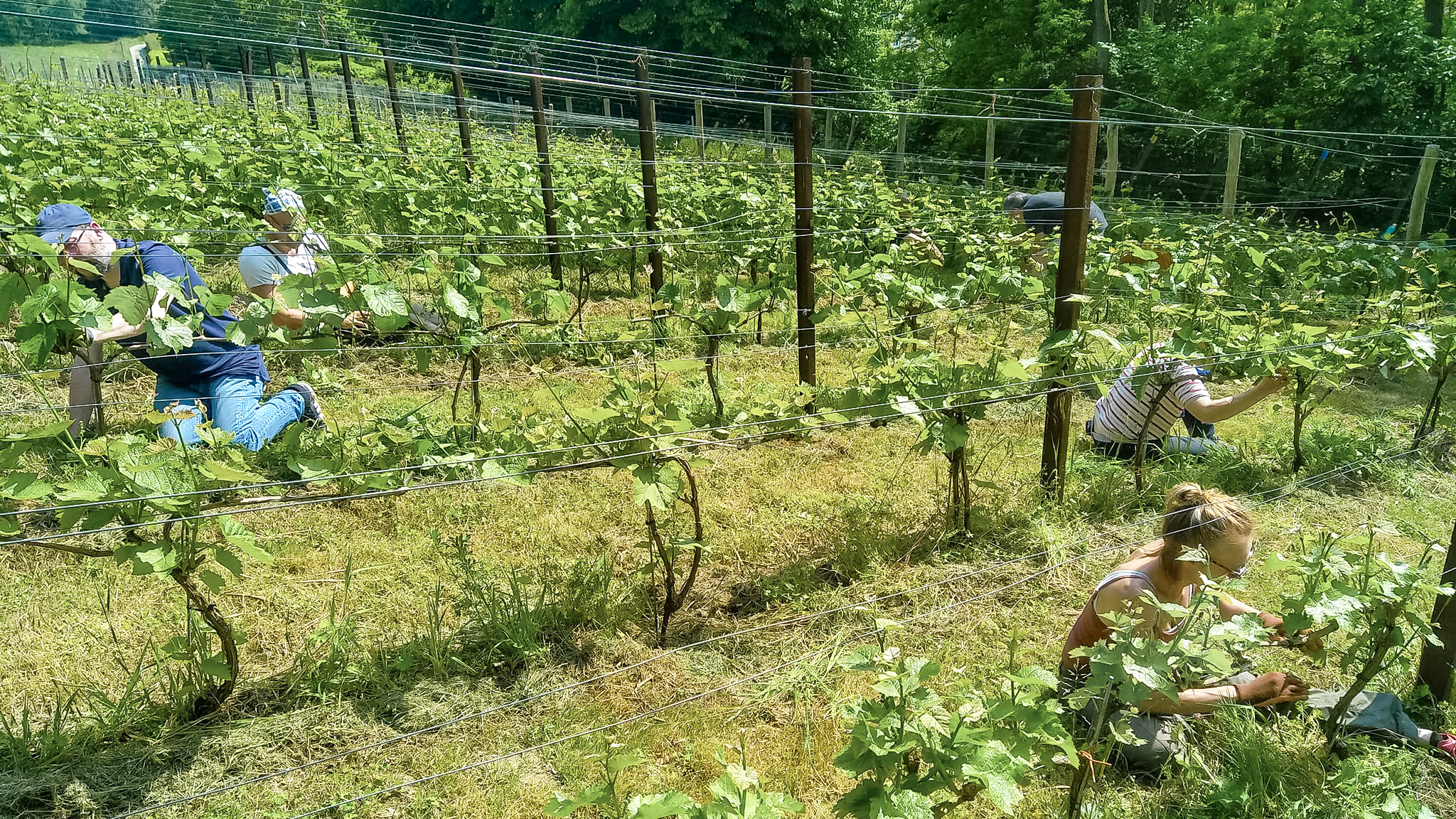 Travail dans les vignes aux Pieds dans la Dyle